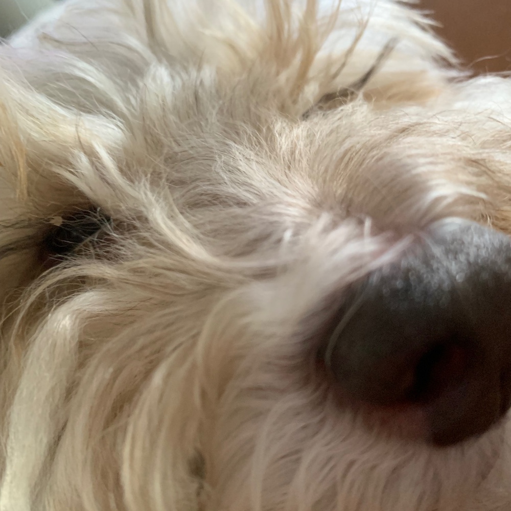 Meet your Posher, Sophia.